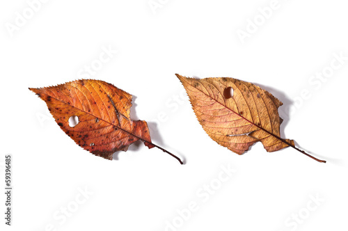 Photo: 紅葉して落ちた葉(裏表) 紅葉して落ちた葉(裏表)