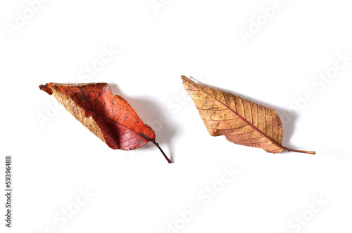 Photo: 紅葉して落ちた葉(裏表) 紅葉して落ちた葉(裏表)