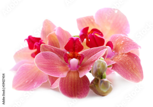 Photo: Beautiful blooming orchid isolated on white Beautiful blooming orchid isolated on white