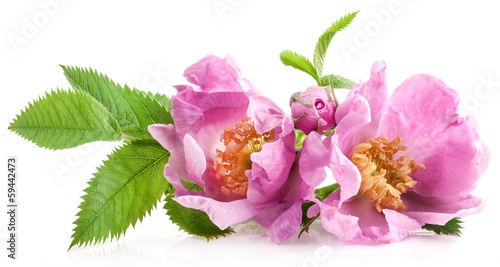 Photo: Dog rose (Rosa canina) flowers isolated on white background Dog rose (Rosa canina) flowers isolated on white background