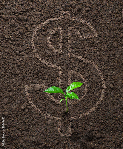 Photo: Financial concept money growing Financial concept money growing