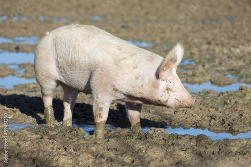 Photo: big pig big pig
