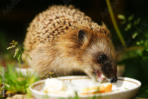 Photo: hedgehog drinks milk hedgehog drinks milk