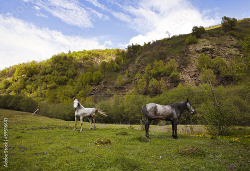 Photo: Horses in mountains Horses in mountains