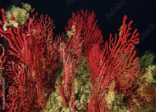 Photo: Italy, Tyrrhenian sea, U.W. photo, red gorgonians Italy, Tyrrhenian sea, U.W. photo, red gorgonians