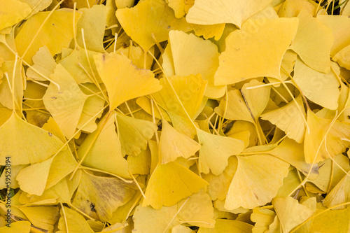 Photo: Ginko biloba leaves Ginko biloba leaves