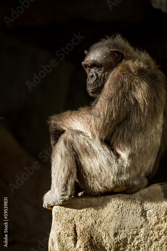 Photo: Chimpanzee Chimpanzee
