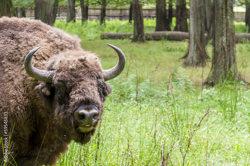 Photo: Bialowieski National Park - Poland. Aurochs head. Bialowieski National Park - Poland. Aurochs head.