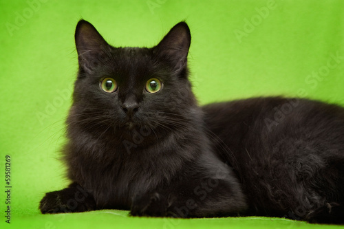 Photo: Beautiful black cat with green eyes lying on green blanket Beautiful black cat with green eyes lying on green blanket