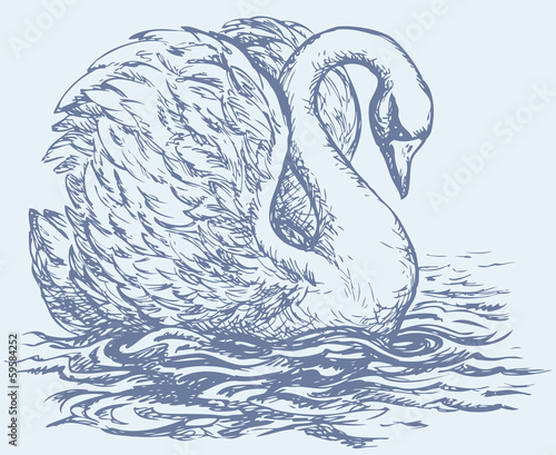Vector: Vector drawing of a series of sketches "Birds". Swan Vector drawing of a series of sketches "Birds". Swan