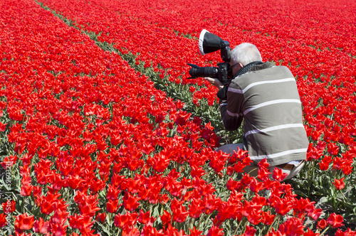 Photo: man making photos in red tulip field man making photos in red tulip field