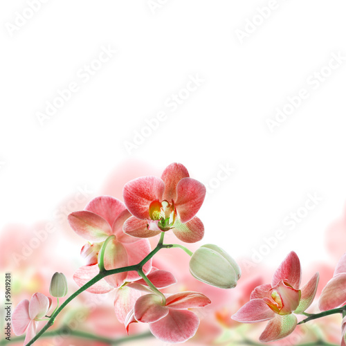 Photo: Floral background of tropical orchids Floral background of tropical orchids