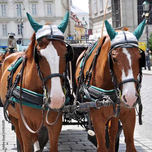 Photo: vienna - austria vienna - austria