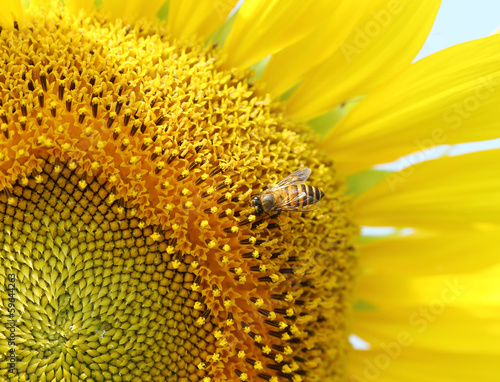 Photo: close up of bee on sunflower close up of bee on sunflower