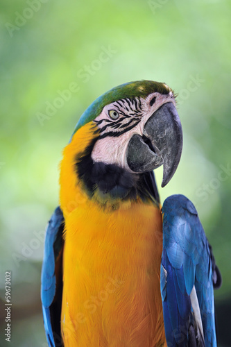 Photo: ルリコンゴウインコ ルリコンゴウインコ