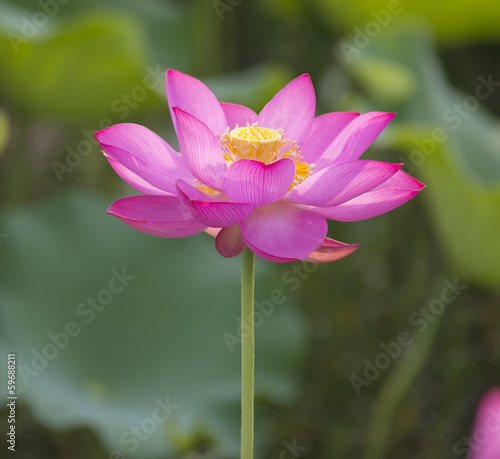 Photo: blooming lotus flower blooming lotus flower