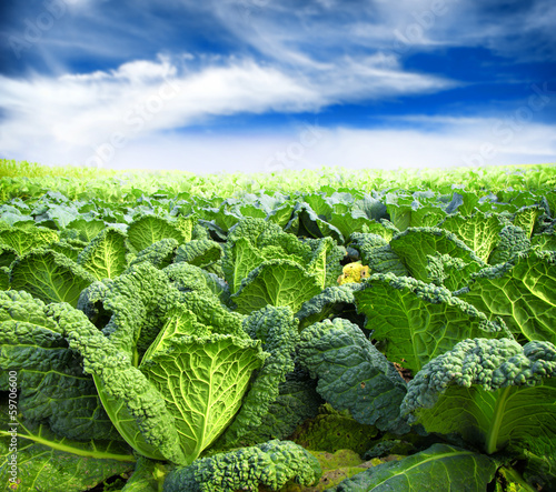 Photo: kale field kale field
