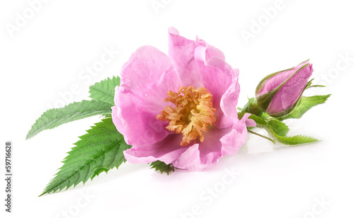 Photo: tea rose flower isolated on white background tea rose flower isolated on white background