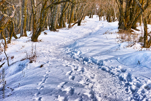 Photo: 冬山の登山道 冬山の登山道