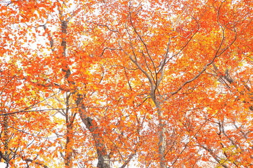Photo: Autumn forest Autumn forest