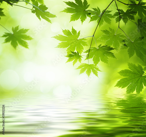 Photo: Green leaves reflecting in the water Green leaves reflecting in the water