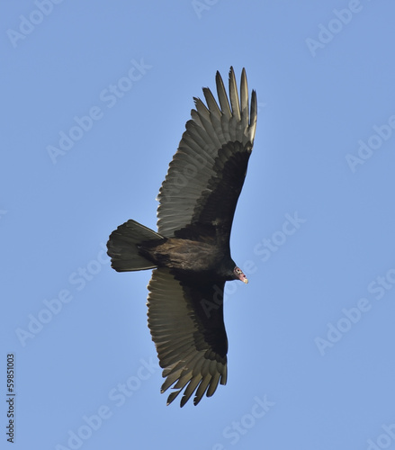 Photo: Turkey Vulture Turkey Vulture