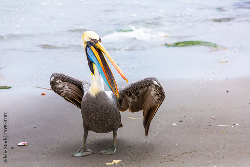 Photo: Pelican on Ballestas Islands,Peru South America in Paracas Pelican on Ballestas Islands,Peru South America in Paracas