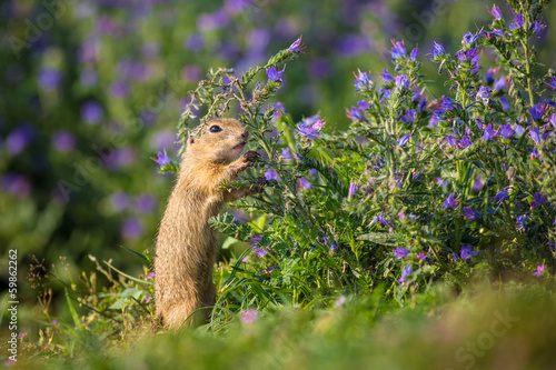 Photo: Ground Squirrel Ground Squirrel