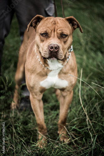 Photo: Beware of dog Beware of dog
