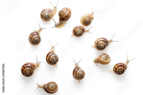 Photo: Snails Snails
