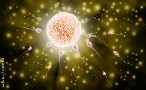 Illustration: sperm and ovule sperm and ovule