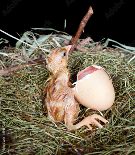 Photo: Helpless chick Helpless chick