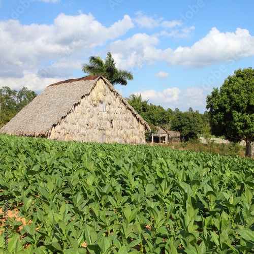 Photo: Tobacco field in Cuba Tobacco field in Cuba