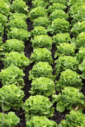 Photo: Salatköpfe in einem Garten Salatköpfe in einem Garten
