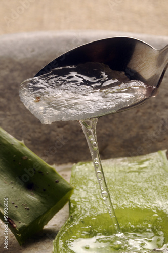 Photo: Echte Aloe Алоэ настоящее Aloe vera 庫拉索蘆薈 صبر حقيقي Echte Aloe Алоэ настоящее Aloe vera 庫拉索蘆薈 صبر حقيقي