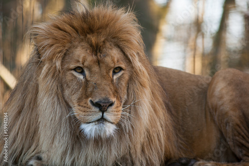 Photo: Löwe Löwe