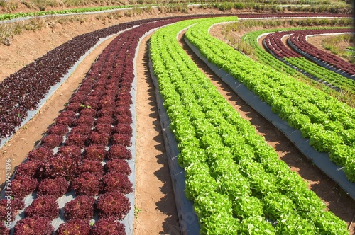 Photo: Vegetables field , Royal project in Thailand Vegetables field , Royal project in Thailand