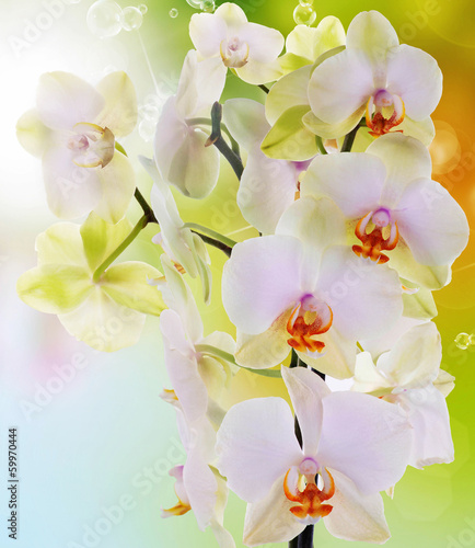 Photo: Beautiful flowers Japanese Orchid.Beauty.Flora Beautiful flowers Japanese Orchid.Beauty.Flora