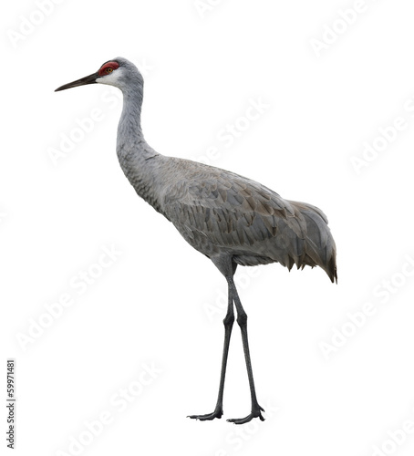 Photo: Sandhill Crane Bird Sandhill Crane Bird