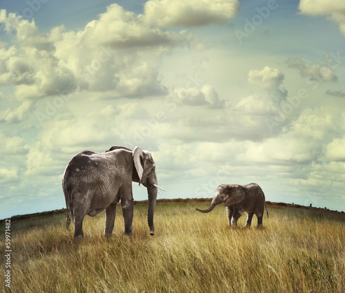 Photo: African Elephants African Elephants