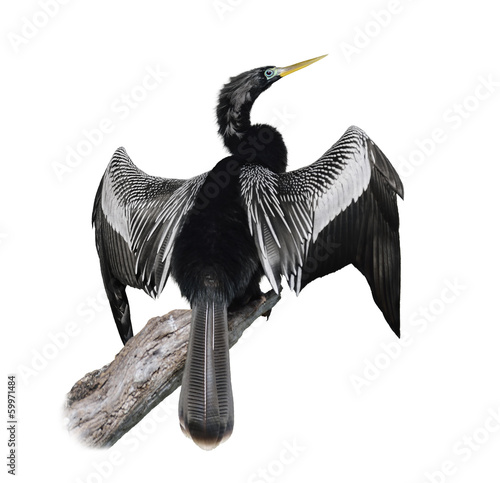 Photo: Anhinga (Anhinga Anhinga) Bird Anhinga (Anhinga Anhinga) Bird