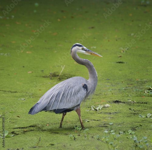 Photo: Blue Heron Blue Heron