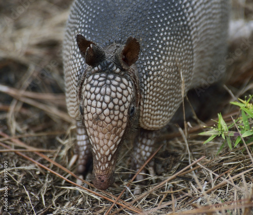 Photo: Armadillo Armadillo