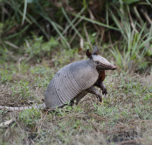 Photo: Armadillo Armadillo