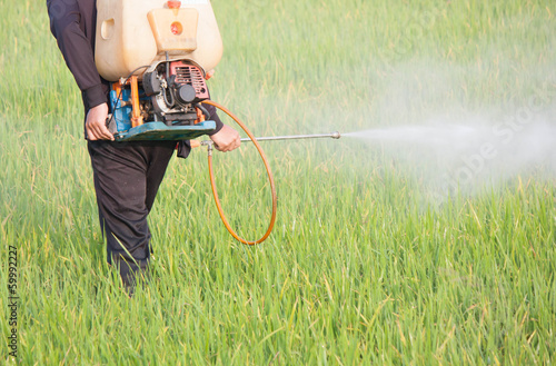 Photo: farmer spraying pesticide in the rice field farmer spraying pesticide in the rice field