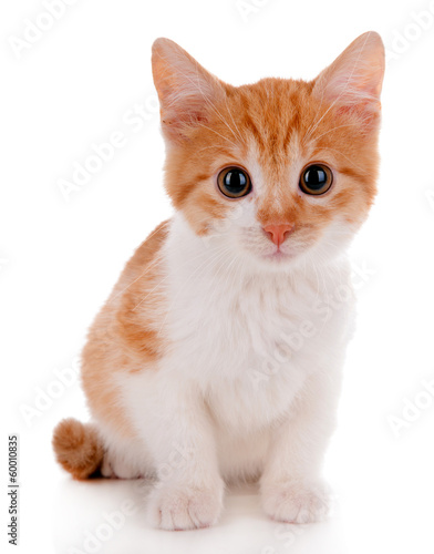 Photo: Little kitten isolated on white Little kitten isolated on white