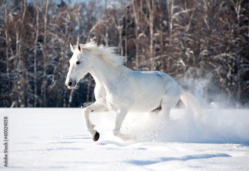 Photo: horse in winter field horse in winter field