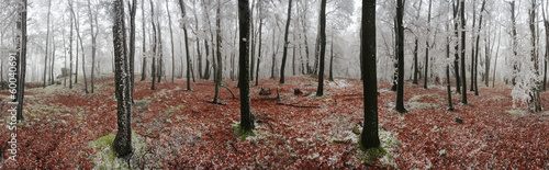 Photo: Forest winter 360 degrees panorama Forest winter 360 degrees panorama