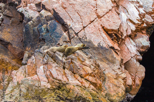Photo: South American Sea lions relaxing on rocks of Ballestas Islands South American Sea lions relaxing on rocks of Ballestas Islands