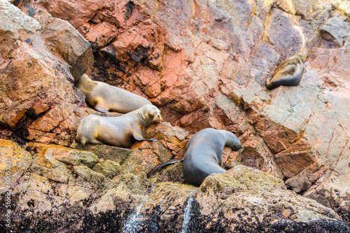 Photo: South American Sea lions relaxing on rocks of Ballestas Islands South American Sea lions relaxing on rocks of Ballestas Islands